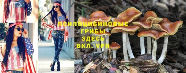 стафф Арсеньев